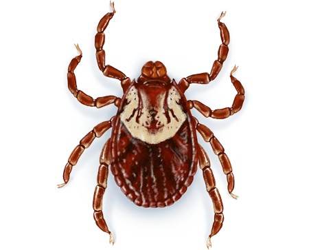 American Dog Tick