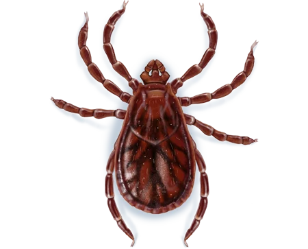 Brown Dog Tick