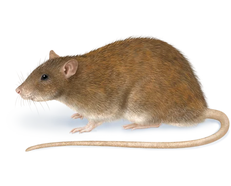 Rat