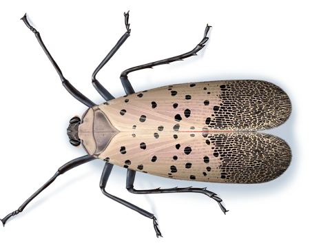 STORED PRODUCT PEST CONTROL