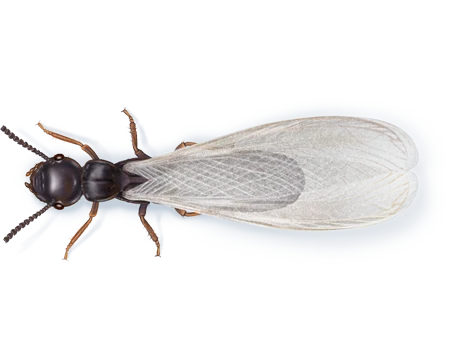 Winged Termite