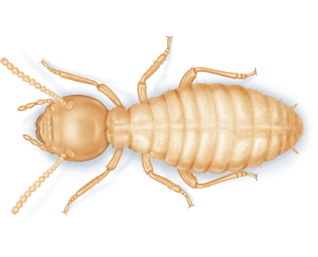 Worker Termite