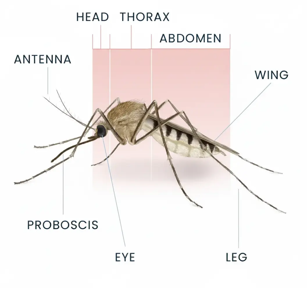 Mosquito Anatomy Diagram
